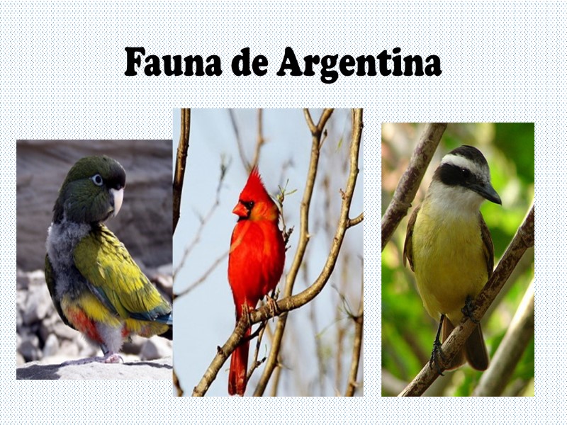 Fauna de Argentina